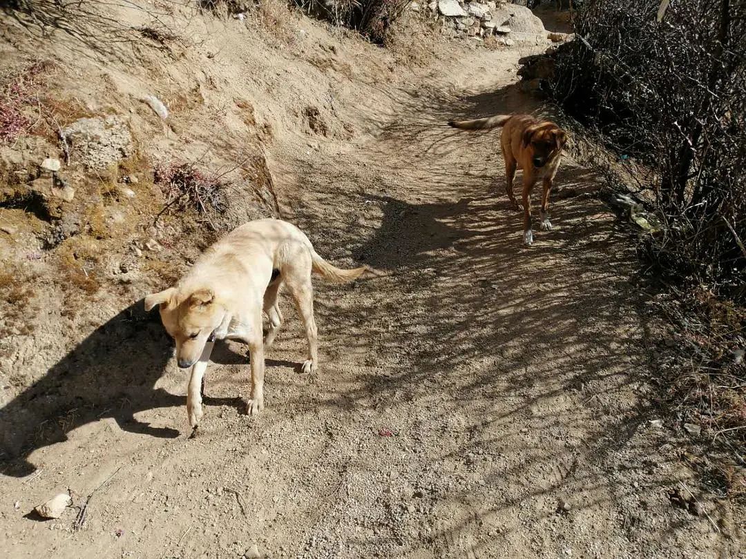 拉萨帕崩岗寺攻略,拉萨旅游攻略藏梵阁