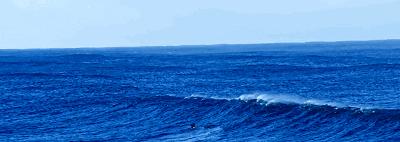 你对海洋生物的了解,海洋环保创意