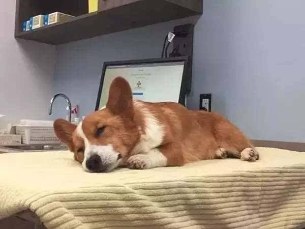 柯基犬的优点和缺点,威尔士柯基犬缺点