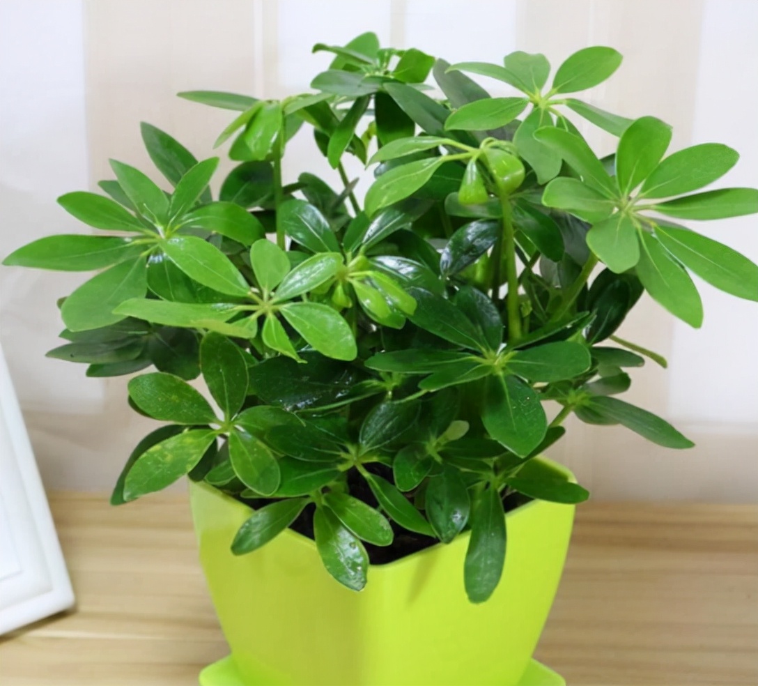 网红植物七叶莲,野生七叶莲价格