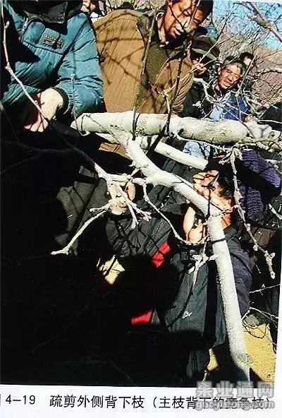 5年红富士苹果树冬季修剪技术,苹果树的冬季修剪技术视频