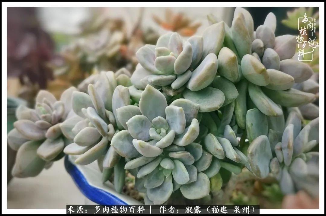 多肉日记严选,多肉日记大全100字