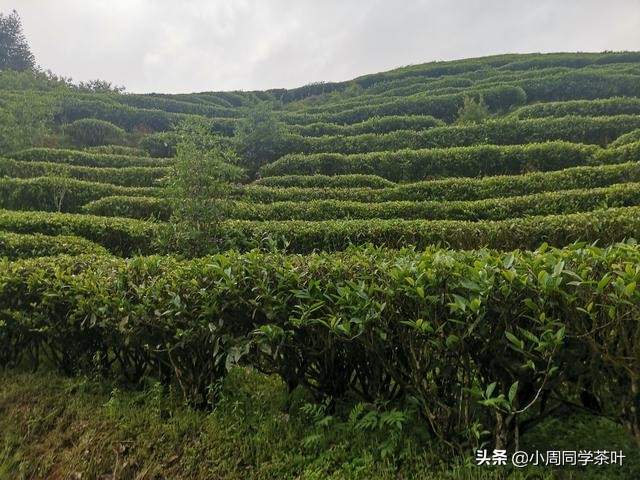 茶学专业太冷门教授有话说,茶学专业就业方向有哪些