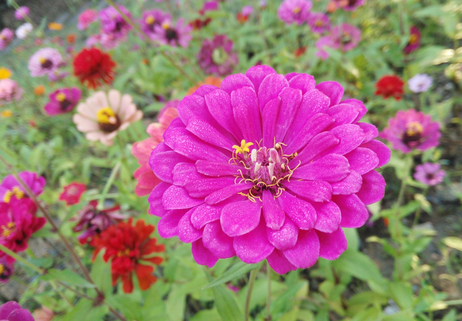 植物世界丨40款人见人爱的爆火花卉居然都是入侵植物，丢弃要犯罪