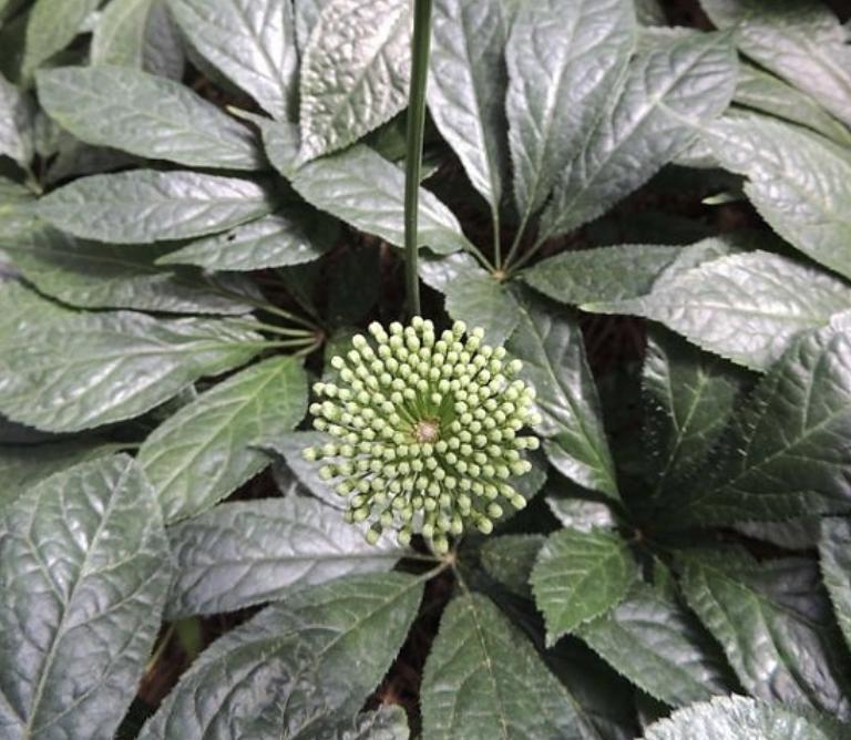 竹林下七叶草,竹林药草一斤能卖多少钱