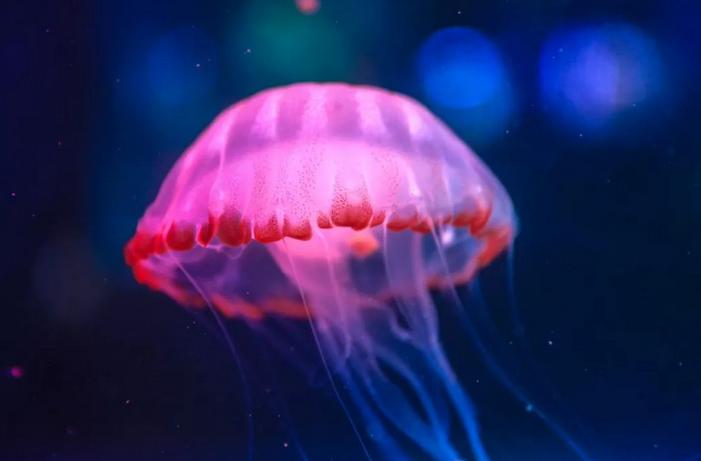 七夕首选!网红灯光秀+6项机动游戏等,观澜湖夜场成人套票仅59