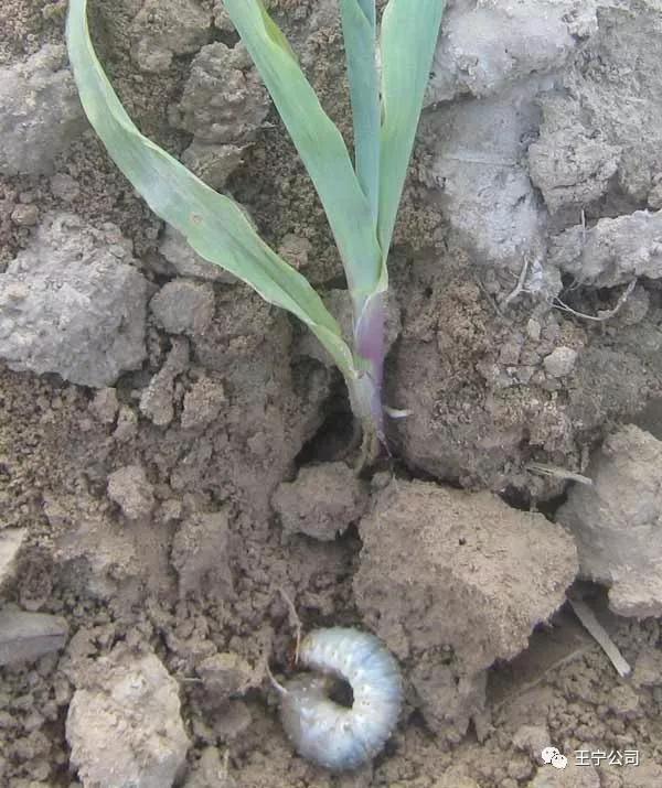 玉米上的虫害打什么药,玉米虫害防治口诀谚语