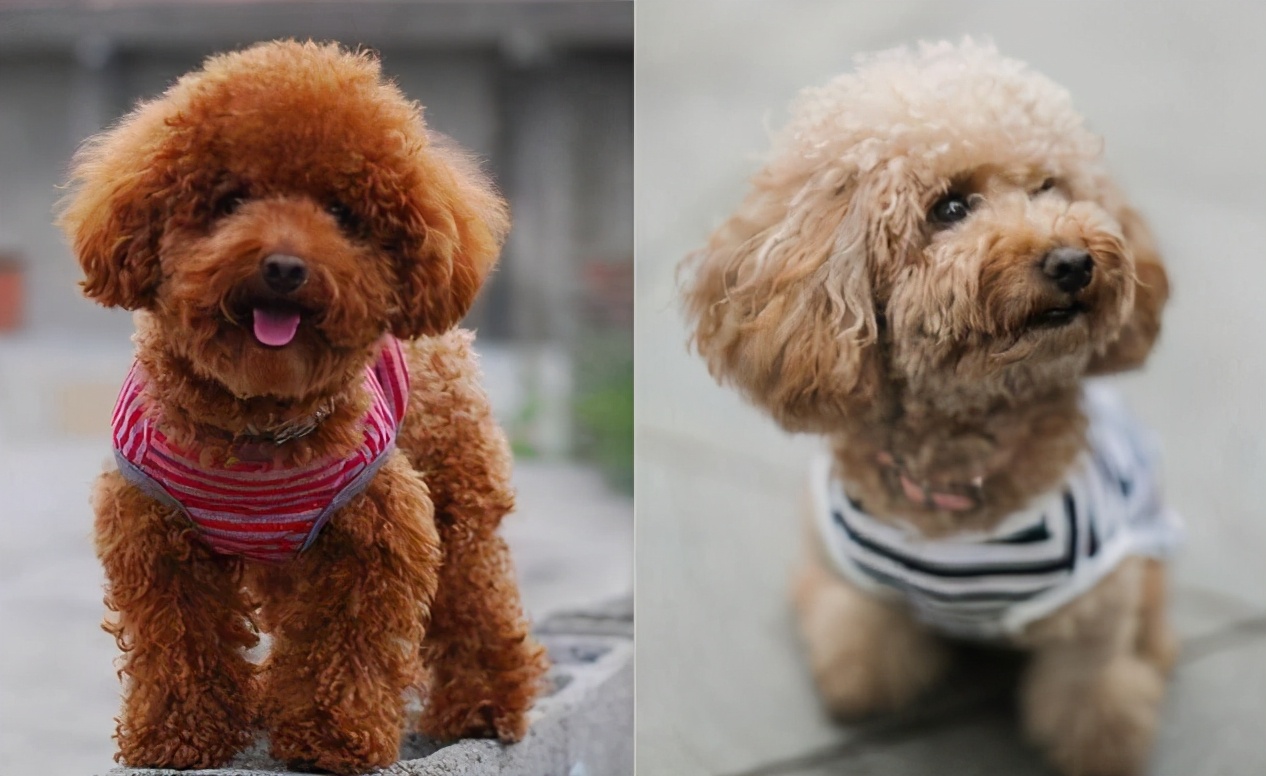 灰泰迪毛色变浅了怎么往回养,小泰迪毛色变浅吃什么能恢复