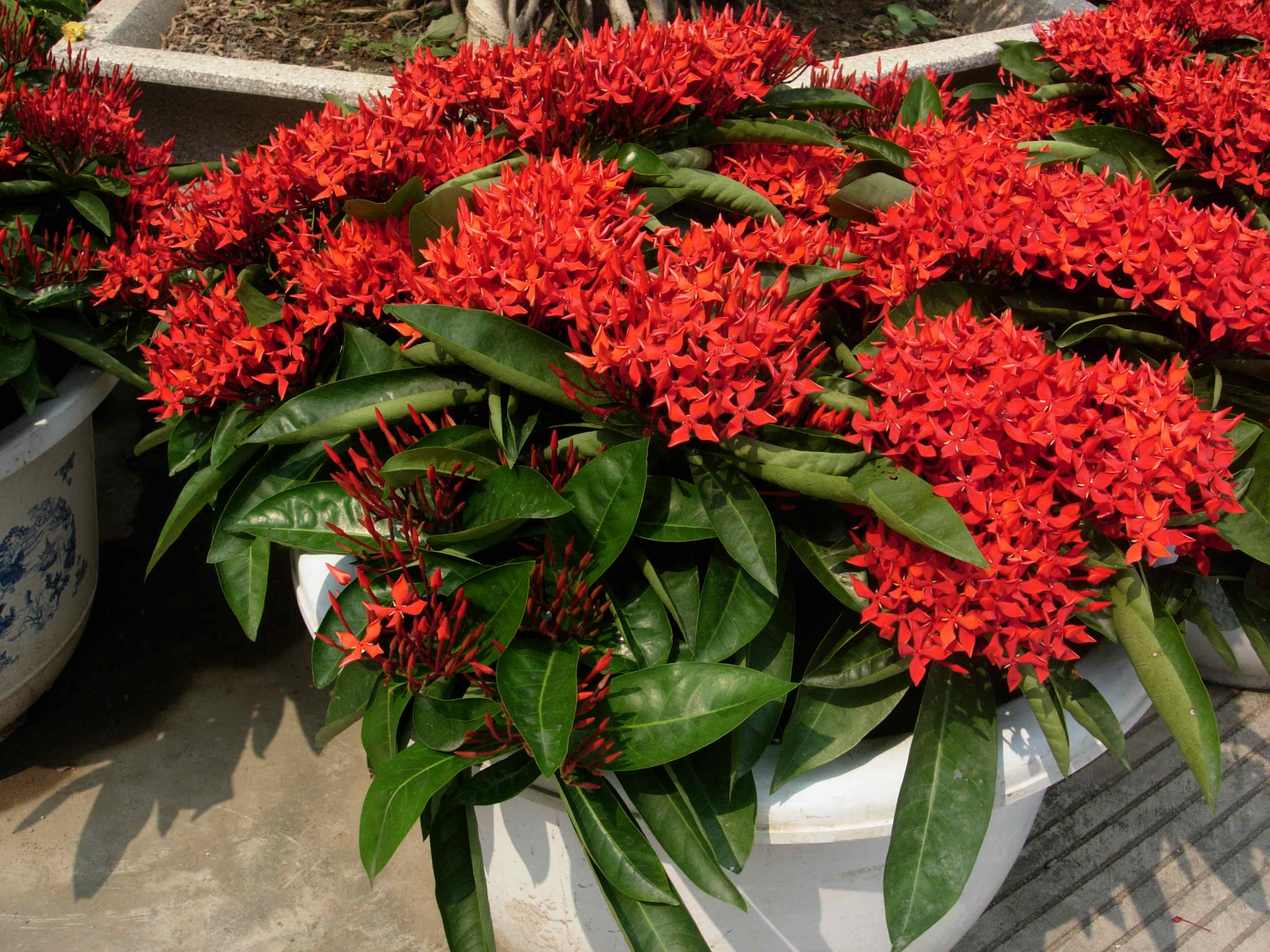 海岛龙船花室内养护,龙船花绿植盆栽怎么养