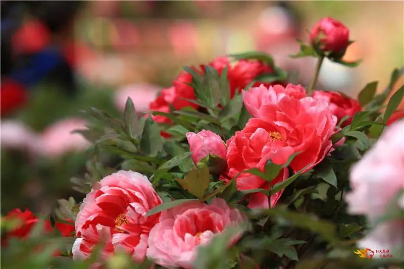 瞧!这花花世界谁不爱