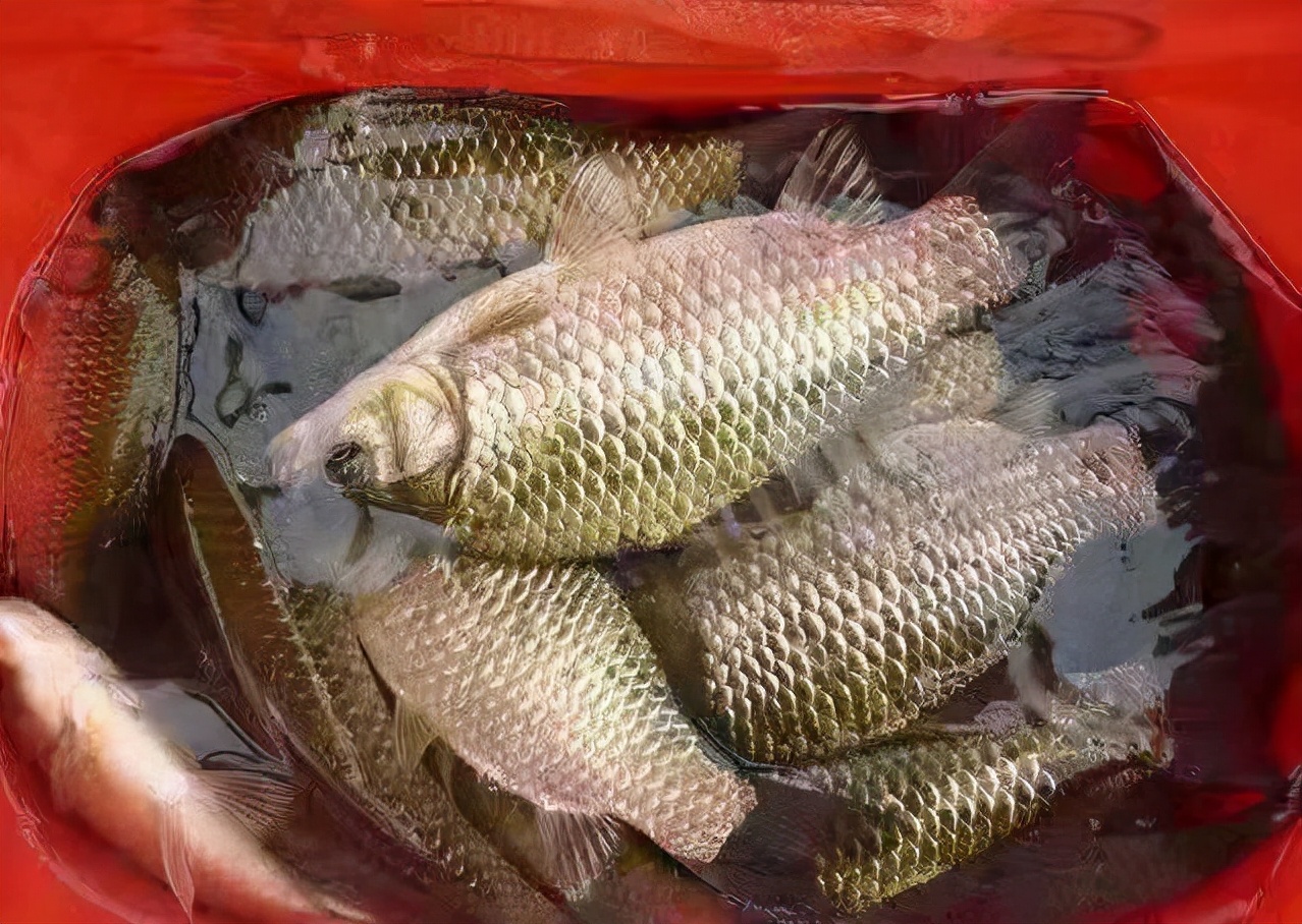 冬季钓鱼最好的诱食剂,突然降温钓鱼怎么加添加剂