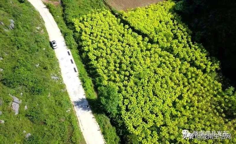 我叫成县，这是我2019年的自拍照