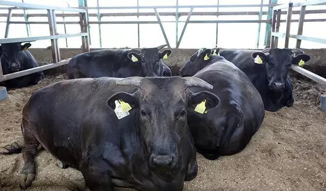 世界顶级牛肉是什么牛,世界最顶级的牛肉视频