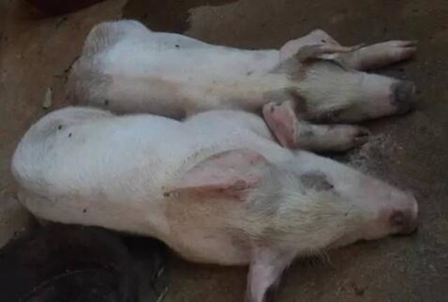 断奶仔猪感染怎么治,断奶仔猪如何预防副猪