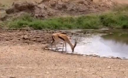 橘猫被抓警察局,肥猫被警察带走判刑
