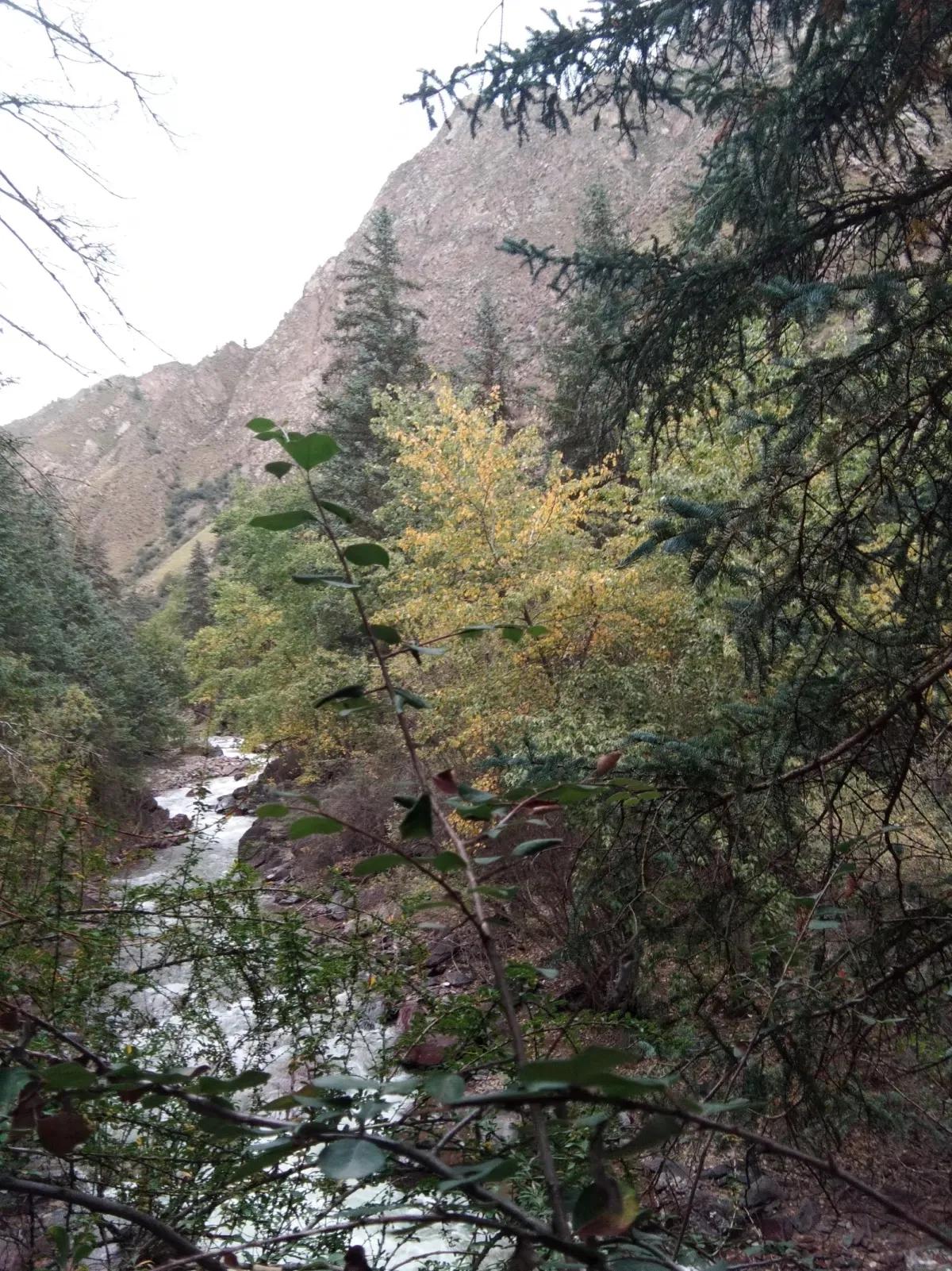 野草莓有没有勾起你们的童年记忆,儿时野草莓