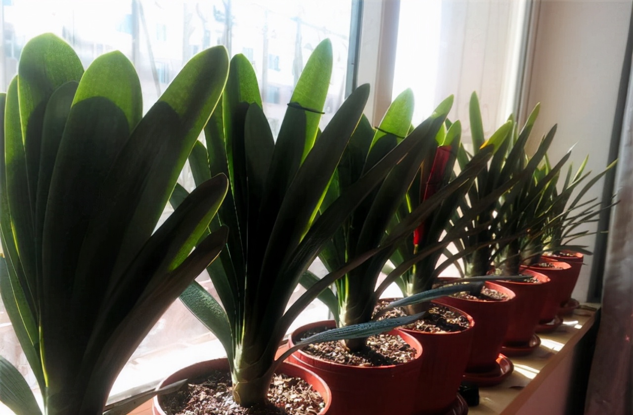 李大姐养君子兰,年年开大花,有吉祥好兆头,原来是她做对5件事