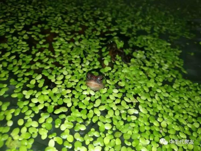 半泥半水的养龟环境视频,欧泽龟用什么环境养