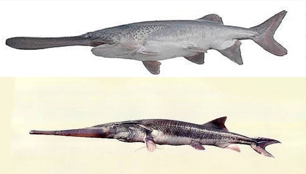 白鲟已经灭绝,中华鲟和长江鲟还好吗?