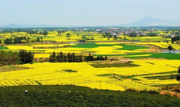 2米长大蟒蛇吓坏居民,深山出现巨大蟒蛇