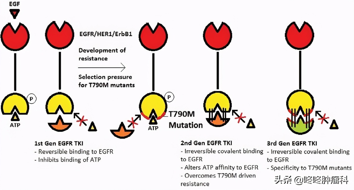 肺癌吃靶向药一年多少钱,腺性肺癌的靶向药多少钱