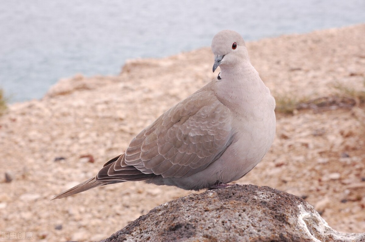 鸽子沙门氏菌瘸腿能恢复吗,鸽子瘸腿用什么药