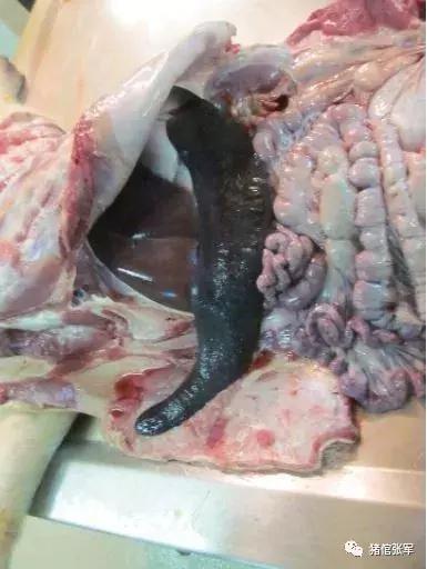 2019版《猪病学》“非洲猪瘟”篇（全文翻译，值得收藏）