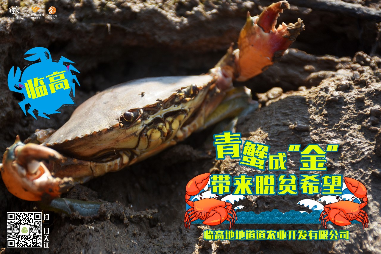 《新农》59期｜养青蟹大学生变村小二，临高95后别样“返乡路”