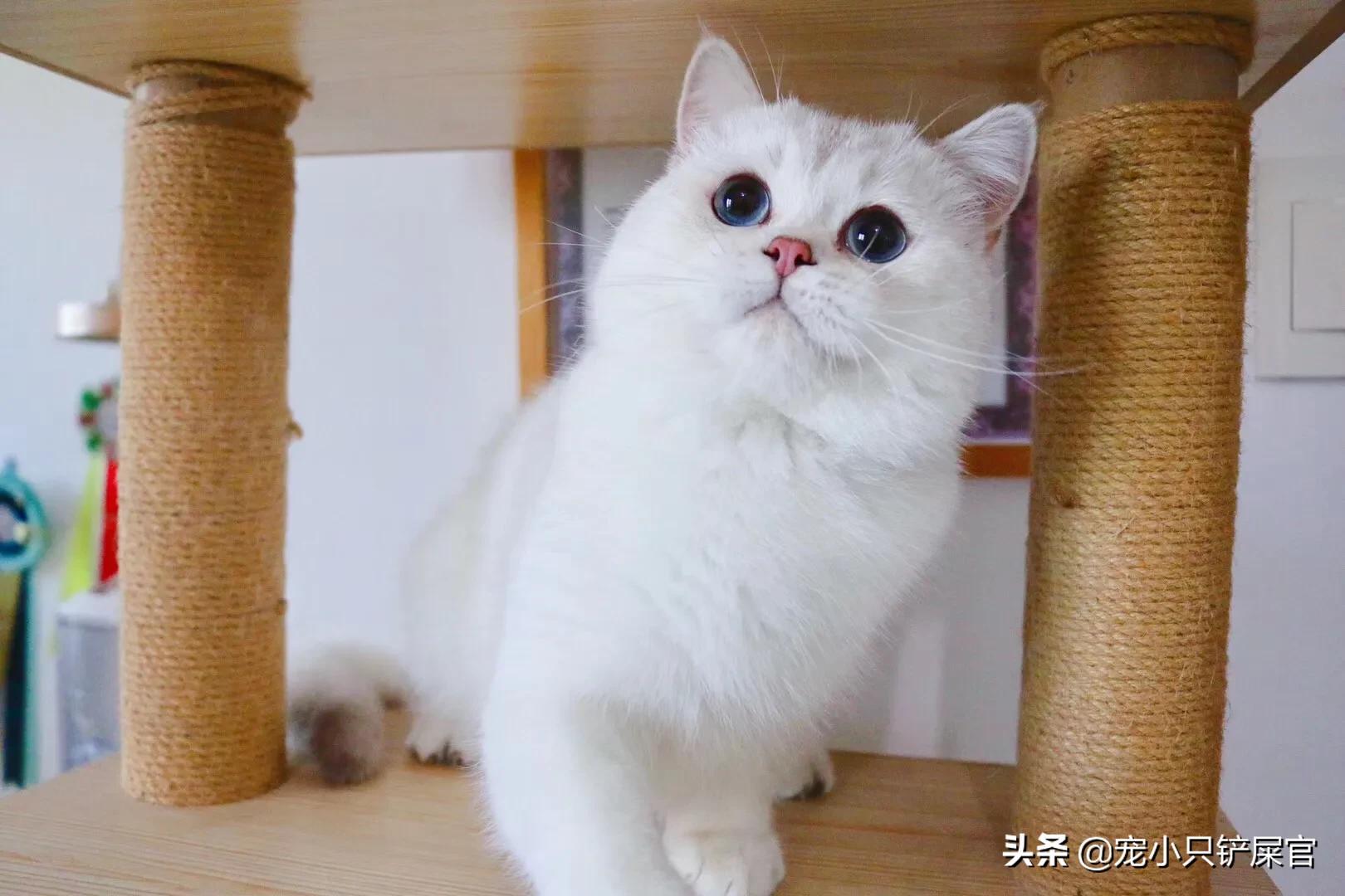 猫奴全面养猫指南,猫奴十三豆柴猫粮