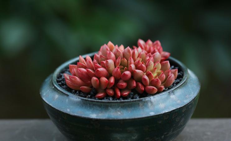 多肉红宝石冬天养殖方法和技巧,多肉红宝石夏天怎么养