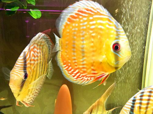 好养好看又有趣的几种观赏鱼,奇葩又好养的观赏鱼