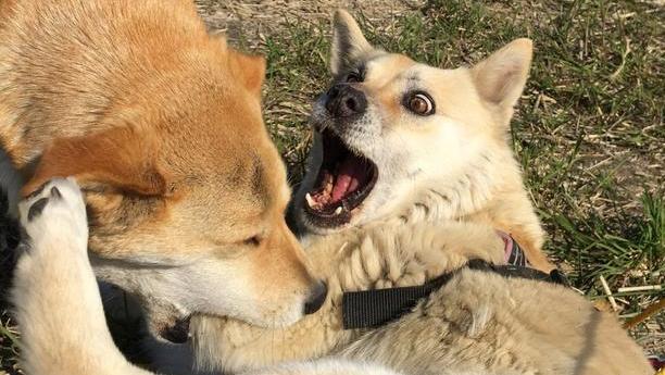 狗狗“发情”如何鉴定？这几点主人要知道