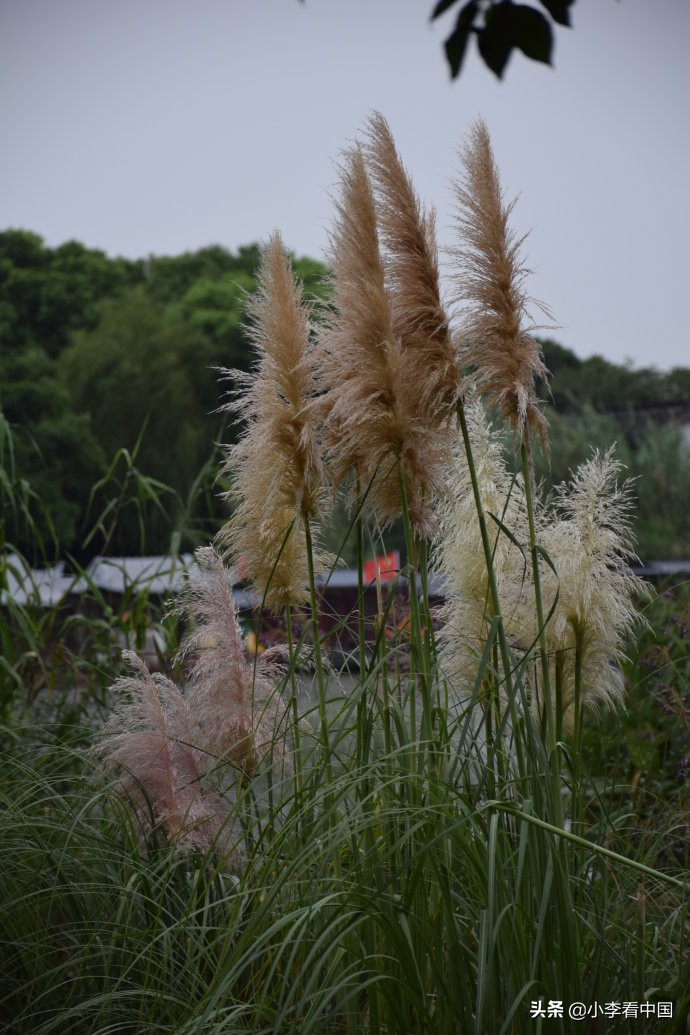 江苏常熟沙家浜,江苏常熟沙家浜温泉