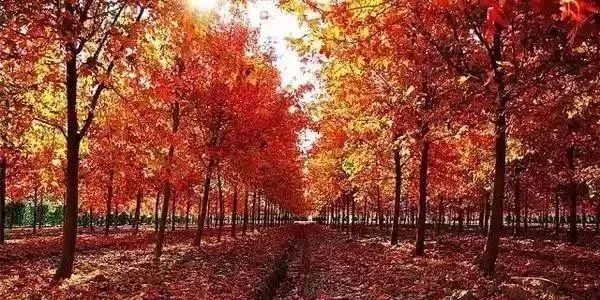 上海23个免费游玩的景点攻略,上海值得去的免费景点排名前十