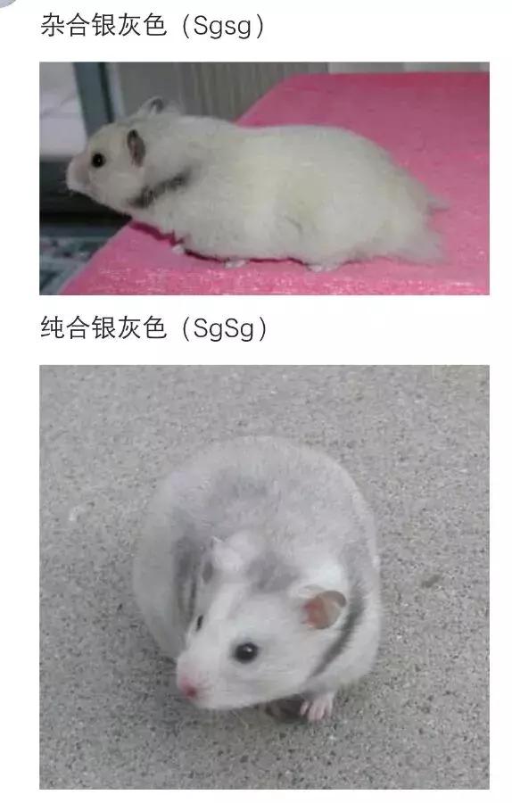仓鼠的种类习性详细介绍,仓鼠有哪些亚种种类