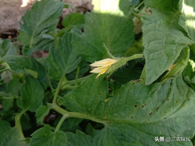 番茄花弱是什么原因,番茄花不齐不黄是怎么造成的