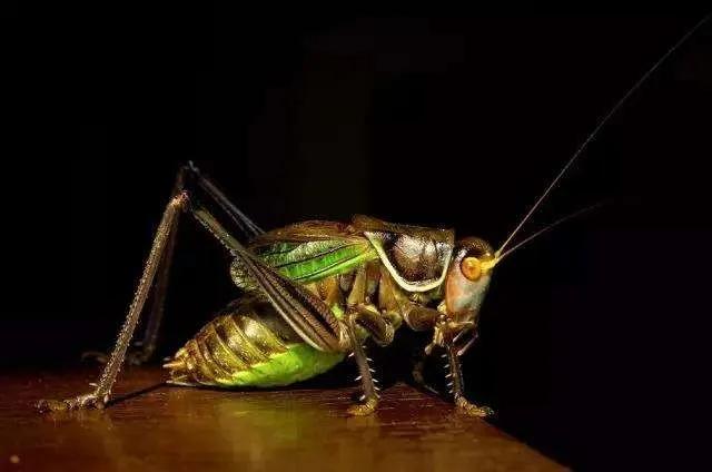 家里养蝈蝈嫌吵怎么办,家里蝈蝈叫声太大怎样让它不叫