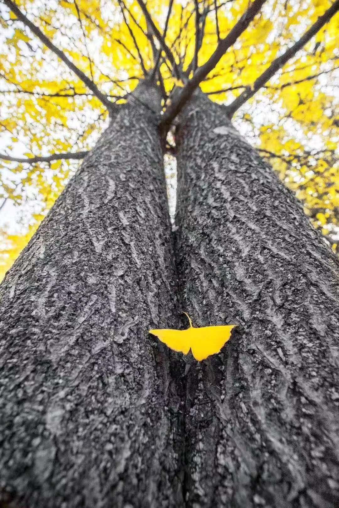 清凉寨丨“枫”景尚好,年会火热预定中!