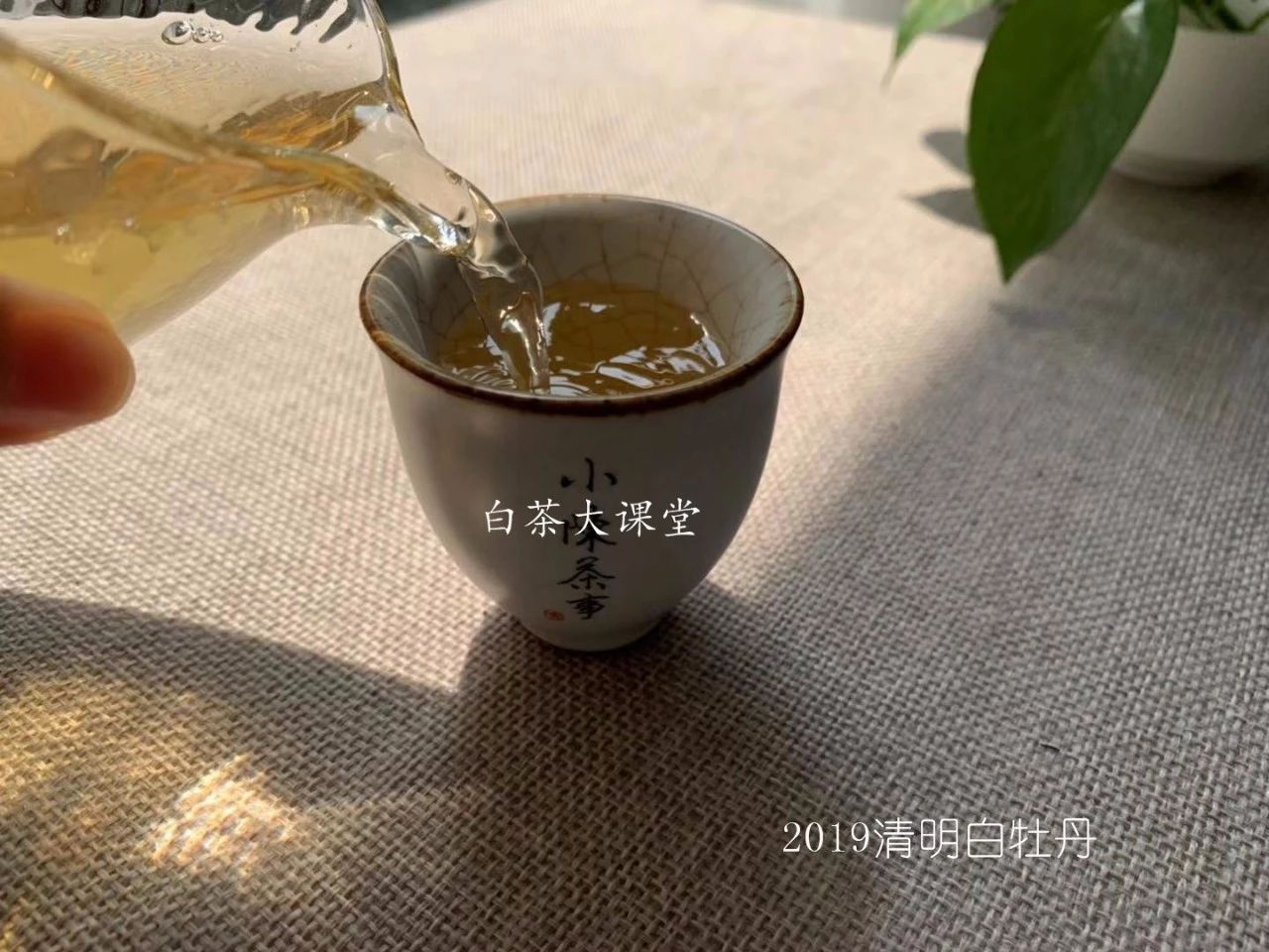 白茶要如何泡茶好喝又简单,泡茶的正确方法和泡白茶步骤视频