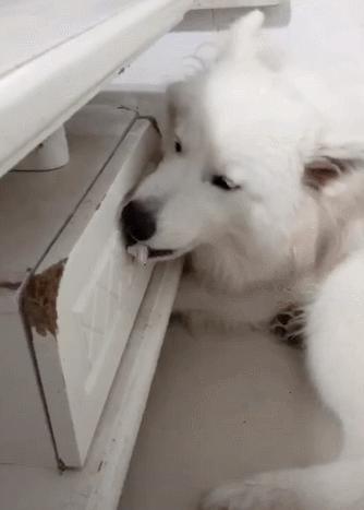 雪橇三傻之萨摩耶黑色,雪橇三傻之一萨摩耶犬