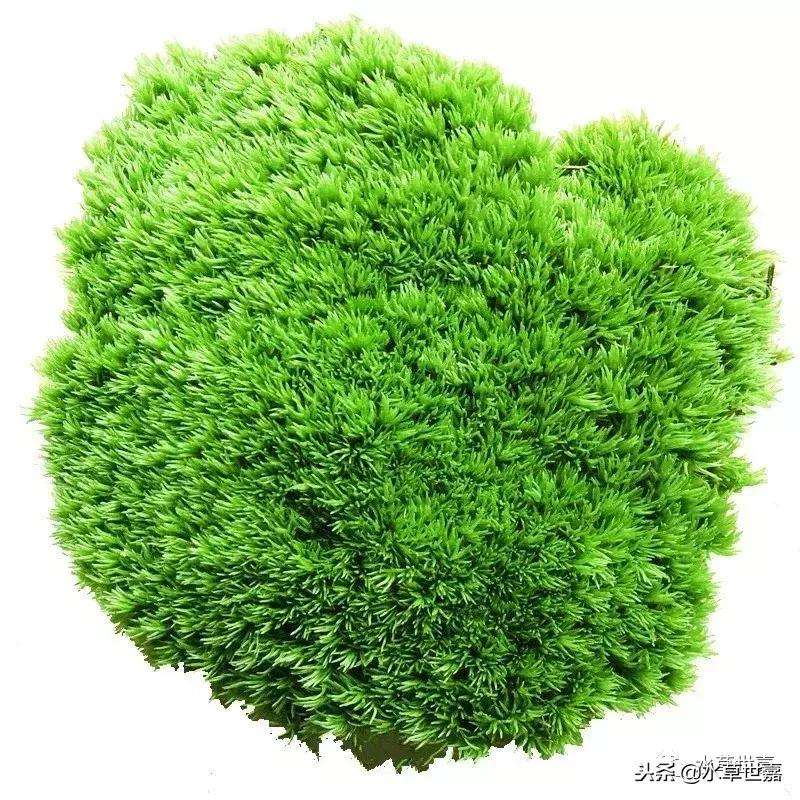 30cm水陆缸适合养什么,水陆缸植物前景中景后景搭配介绍