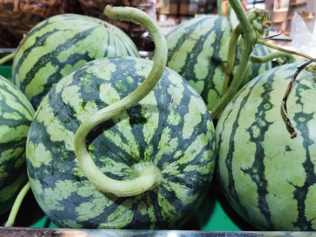 8424西瓜的技术秘密,8424西瓜试验了多长时间