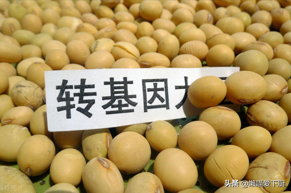 转基因大豆和非转基因大豆哪个好,非转基因大豆和转基因大豆区别