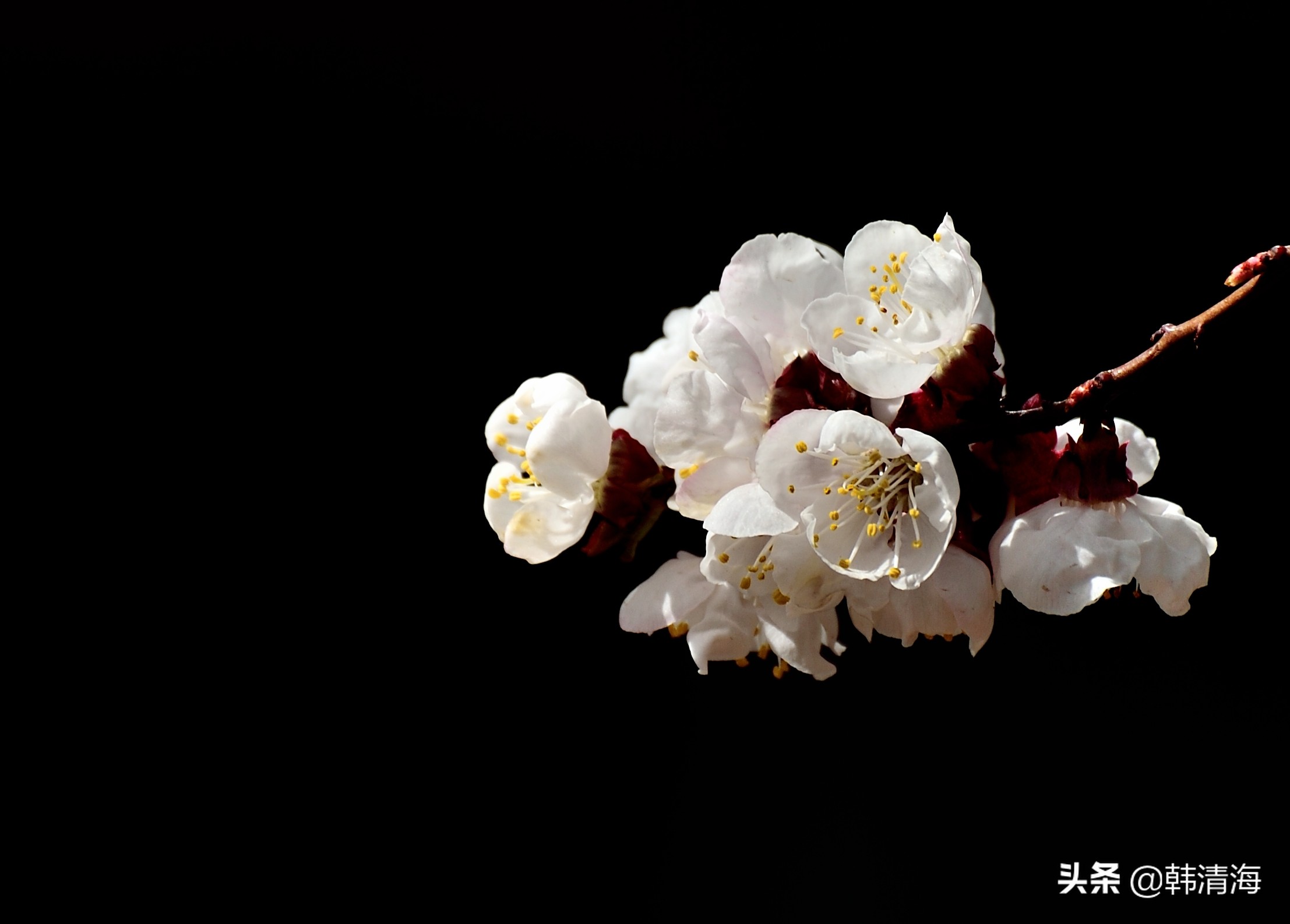 天津市南开区水畔花园新房,天津杏花什么时候开花