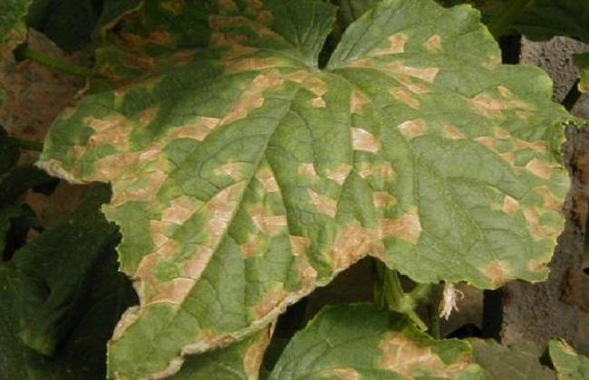 赵九升讲黄瓜细菌性角斑病防治,黄瓜角斑病的最佳治疗方法