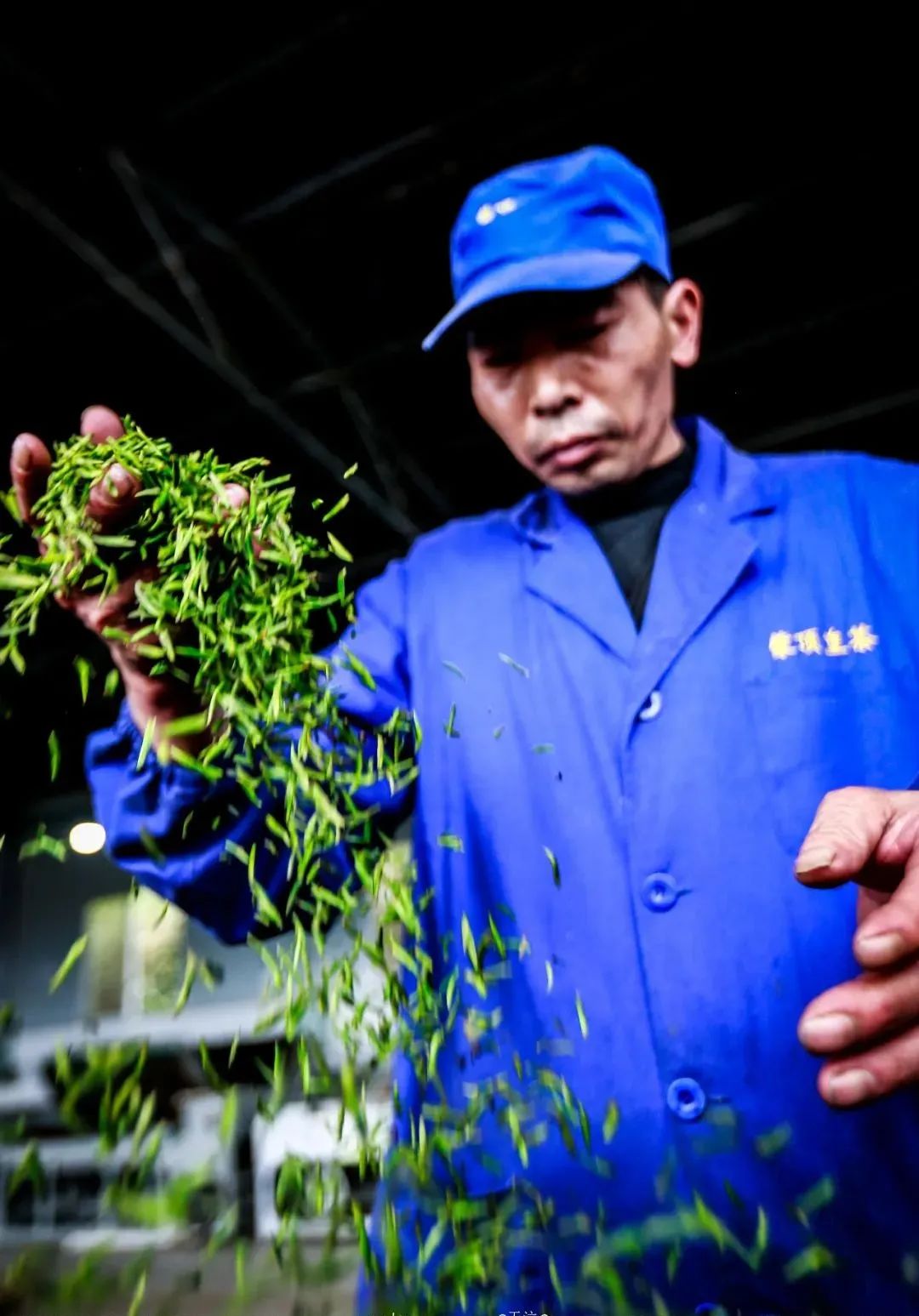 我们争分夺秒加班加点，就是为了奉上今春这第一波蒙顶皇茶！