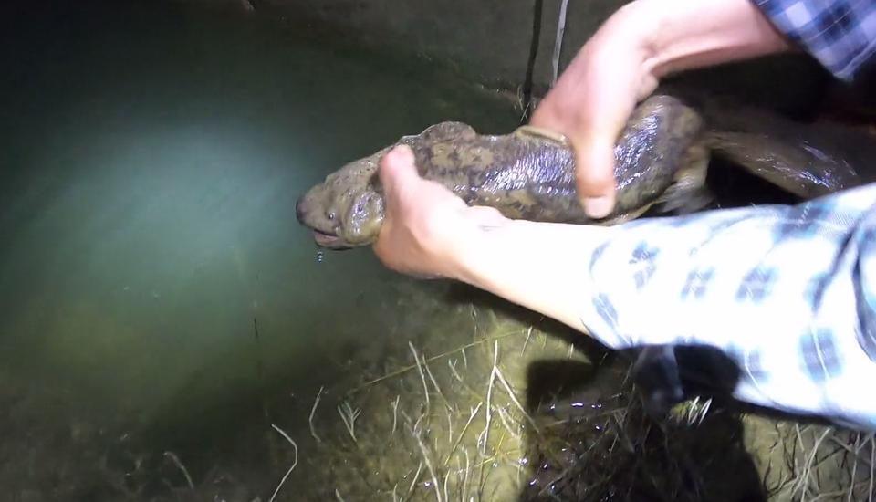 山洪冲出一窝娃娃鱼？江西钓友进山钓鱼，溪流里发现一群四脚兽