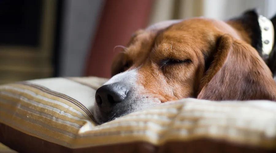 一个医生讲述狂犬病的自述,医生问诊狂犬病视频