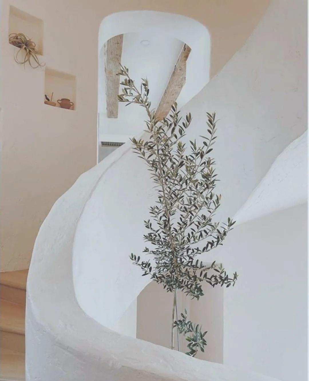 网红必备的高颜值绿植,ins风的网红绿植