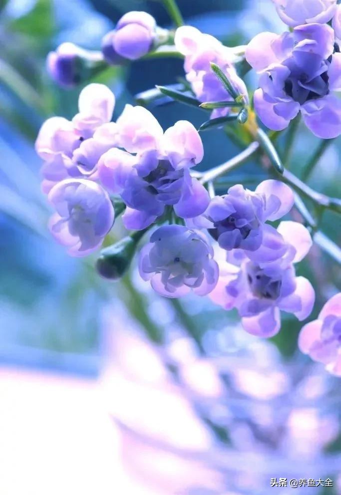 一至十二月的花期,12月到2月份的花期